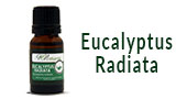 Eucalyptus Radiata Essential Oil